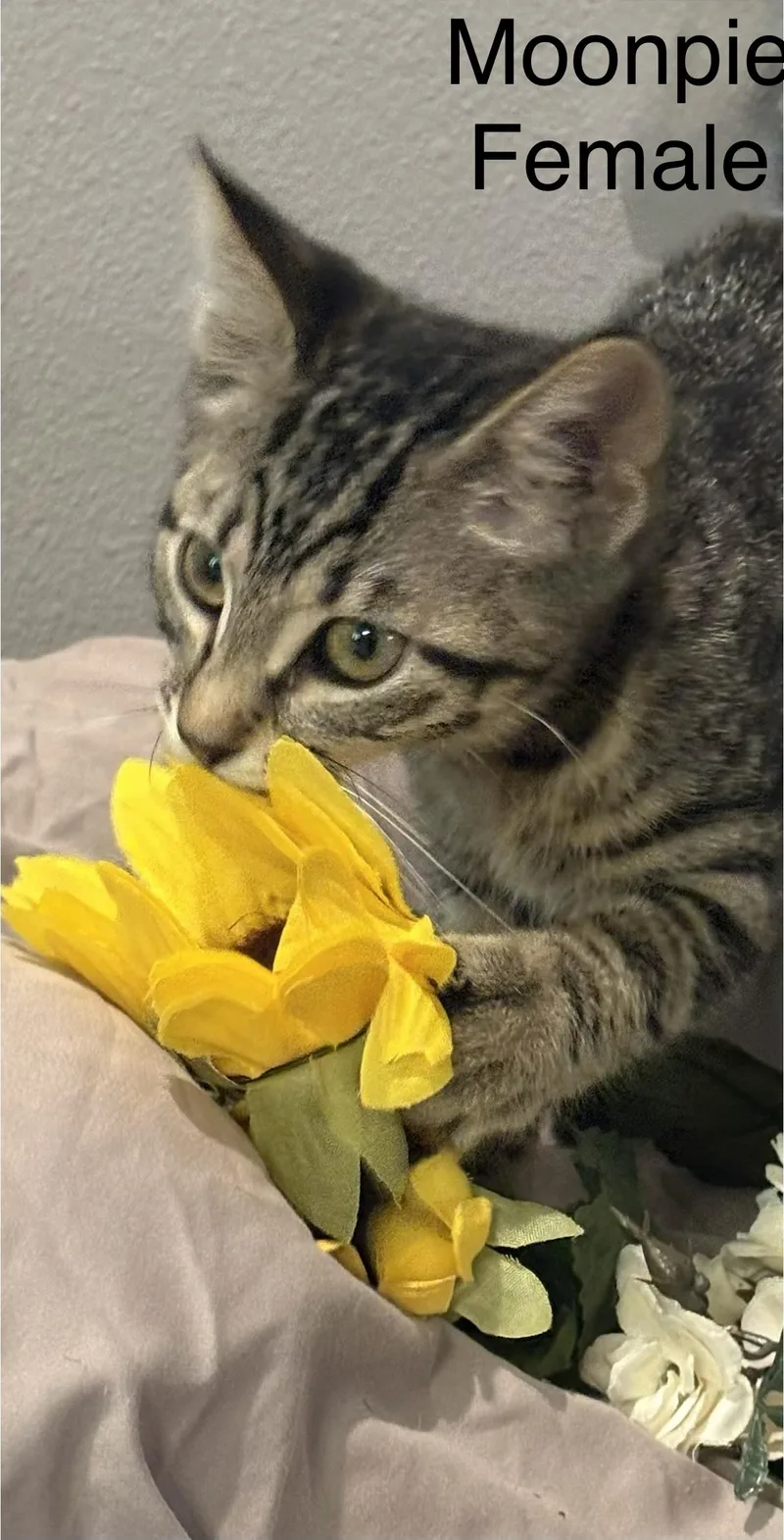 A baby small-sized female Domestic Short Hair cat named Moonpie for adoption in Palm City, FL