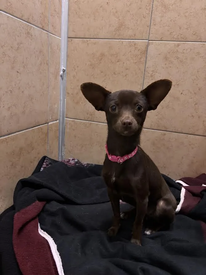An adult small-sized female Chihuahua dog named Mila for adoption in Hobbs, NM