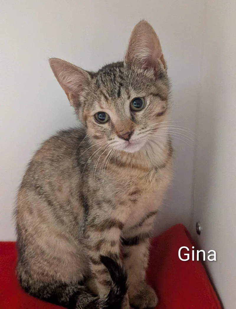 Gina