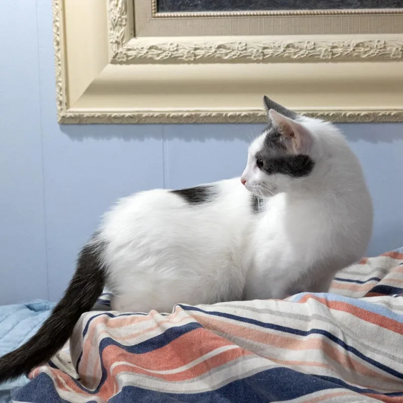 An adult medium-sized female White Domestic Short Hair cat named Ladybug for adoption in McKean, PA