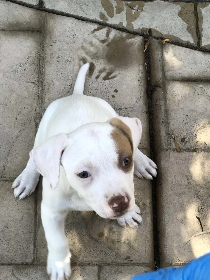 A baby medium-sized male Brown / Chocolate Pit Bull Terrier dog named Petey for adoption in Lafayette, CA