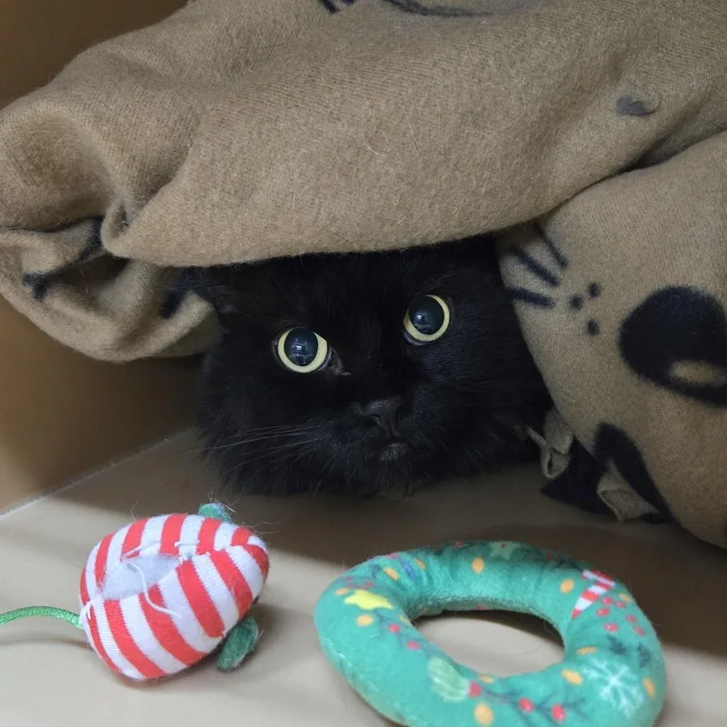 A senior small-sized female Black Himalayan cat named Bambi for adoption in Colorado Springs, CO