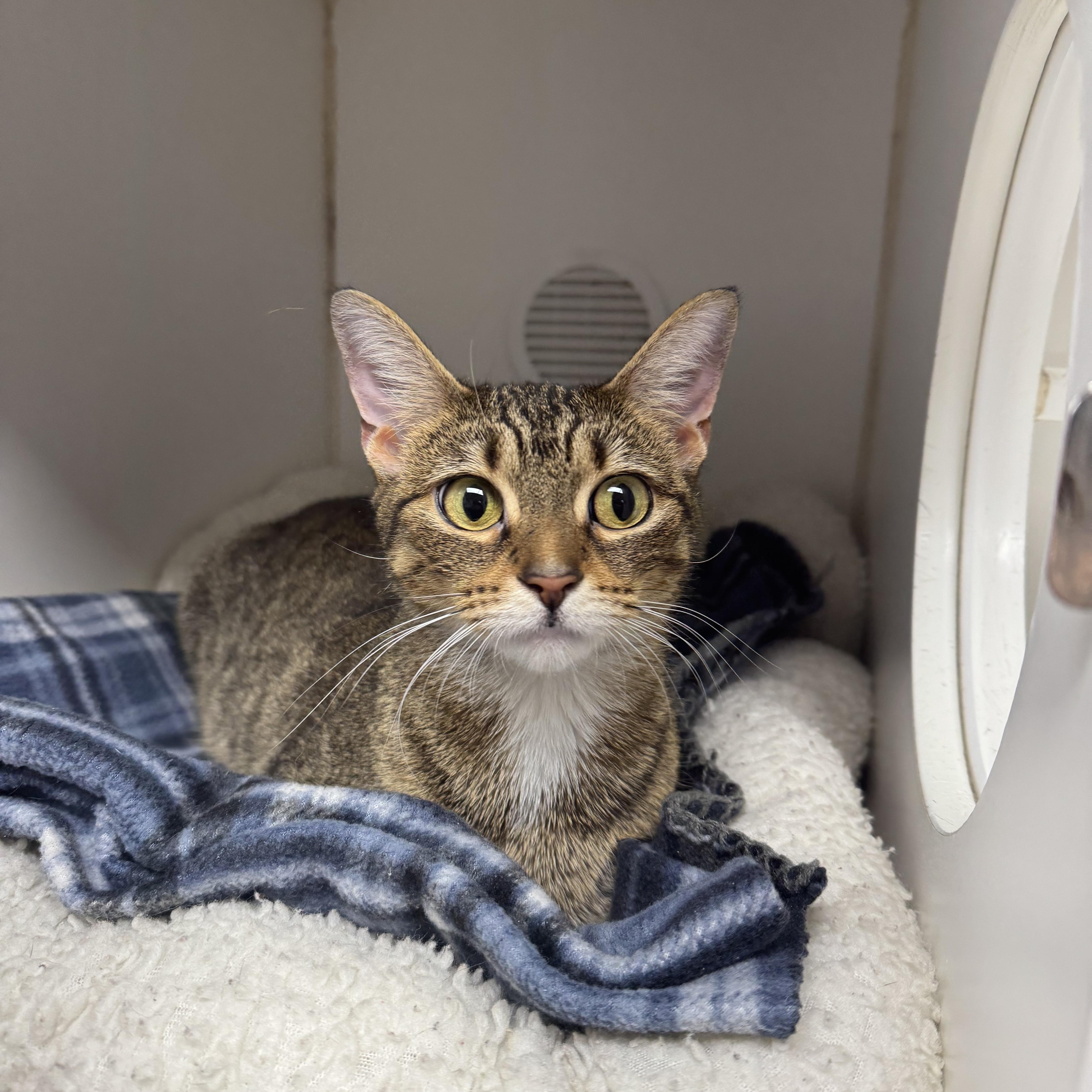 An adult medium-sized female Domestic Short Hair cat named Annabelle for adoption in Reisterstown, MD