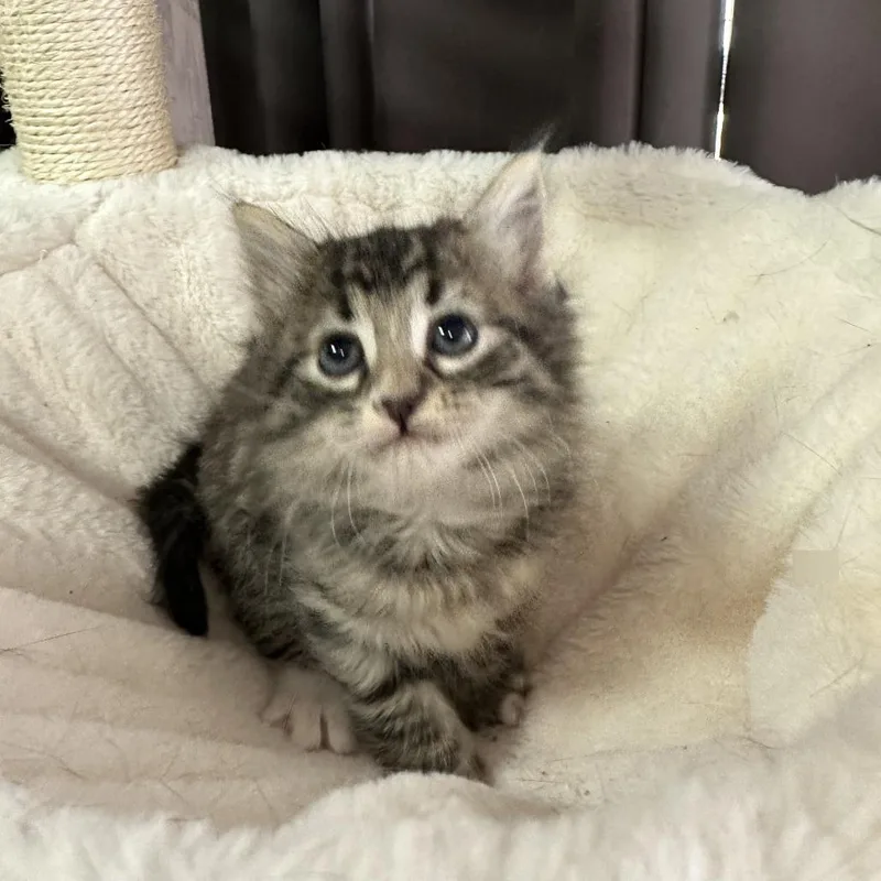 A baby small-sized female Gray / Blue / Silver Domestic Medium Hair cat named Jamoca for adoption in Inman, SC