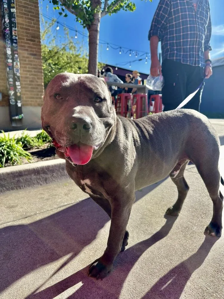 An adult large-sized male Brown / Chocolate Pit Bull Terrier dog named Mr. Goose for adoption in Shawnee, OK