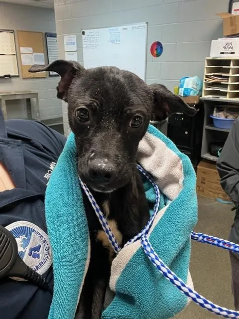 A young medium-sized male Mixed Breed dog named Captin Hook for adoption in Jacksonville, FL