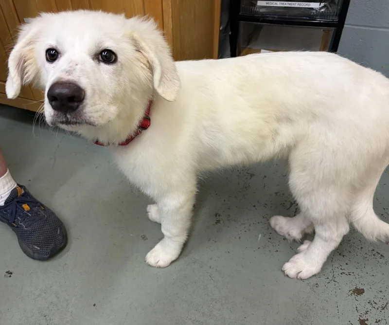 Baby Fiona big puppy thumbnail 2