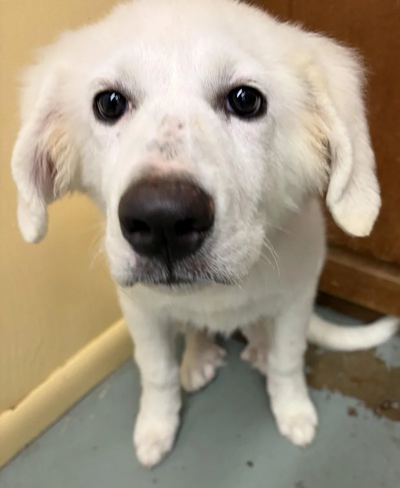 Baby Fiona big puppy thumbnail 3