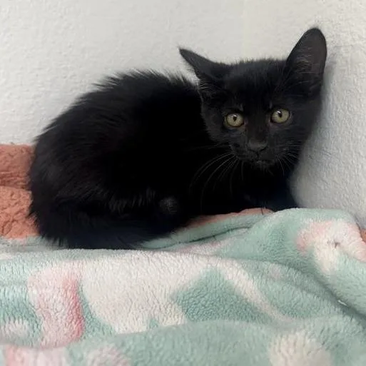 A baby small-sized female Black Domestic Short Hair cat named Cauldron for adoption in Long Beach, CA