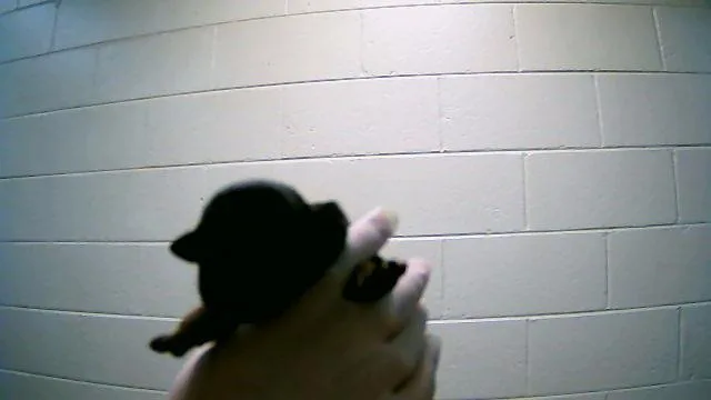 A baby small-sized male Pit Bull Terrier dog named Saffron for adoption in Tulsa, OK