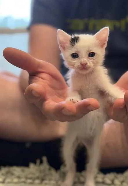 A baby small-sized female Domestic Short Hair cat named Clover for adoption in Riverside, CA