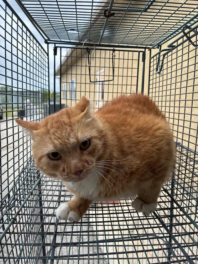 A young large-sized male Domestic Short Hair cat named Pudge for adoption in New Braunfels, TX