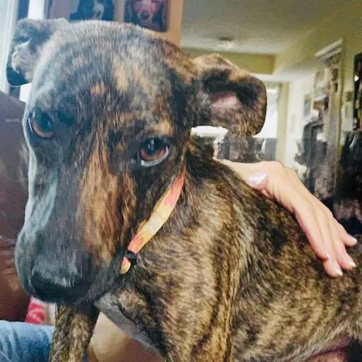 An adult small-sized female Brindle Chiweenie dog named Molly for adoption in Houston, TX