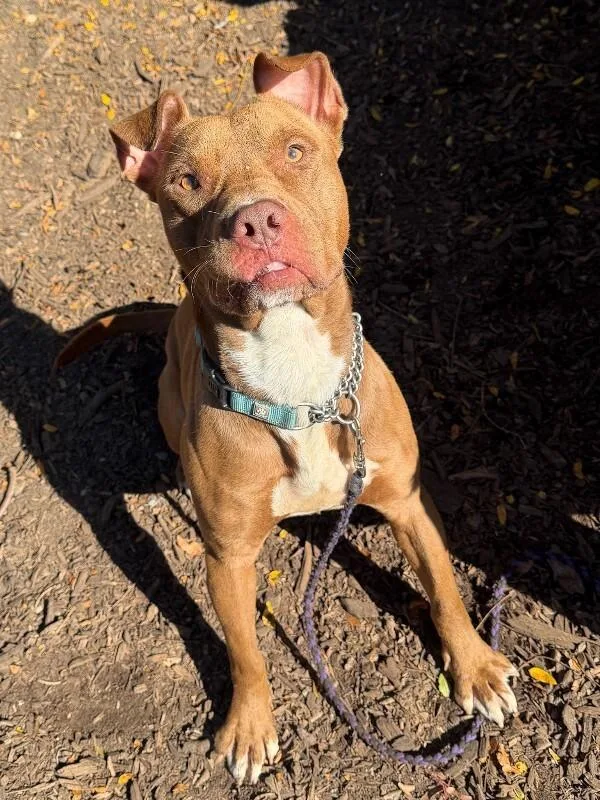 An adult large-sized male Brown / Chocolate Mixed Breed dog named Bosky for adoption in Cincinnati, OH