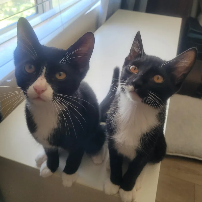 A baby medium-sized female Black & White / Tuxedo Domestic Short Hair cat named Mars for adoption in Woodland Hills, CA