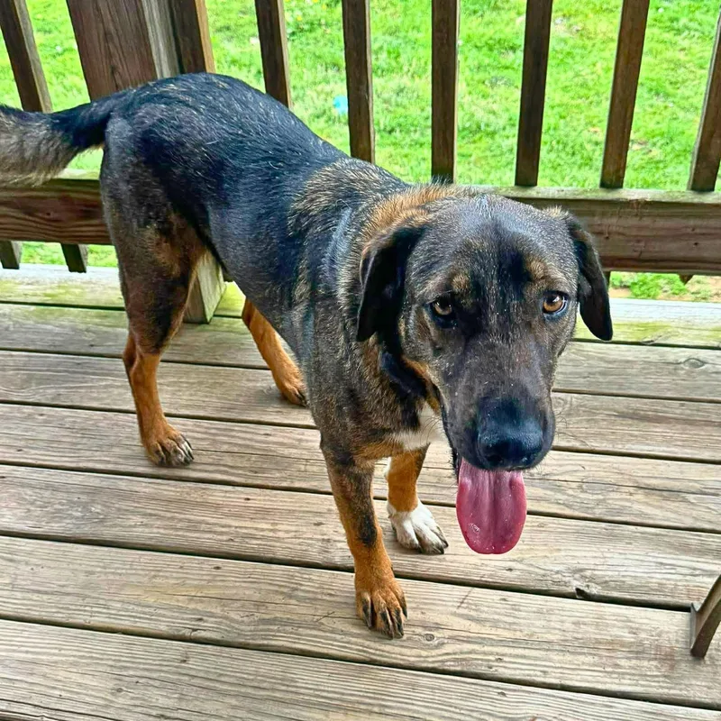 An adult medium-sized female Tricolor (Brown, Black, & White) Shepherd dog named Brooklyn for adoption in Chatham, NJ