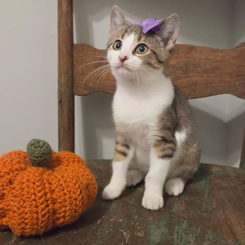 A baby small-sized female Brown / Chocolate Domestic Short Hair cat named Plover for adoption in New Albany, OH