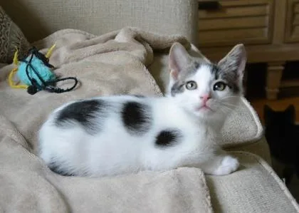 A baby small-sized male Black & White / Tuxedo Domestic Short Hair cat named Atlas for adoption in Annapolis, MD
