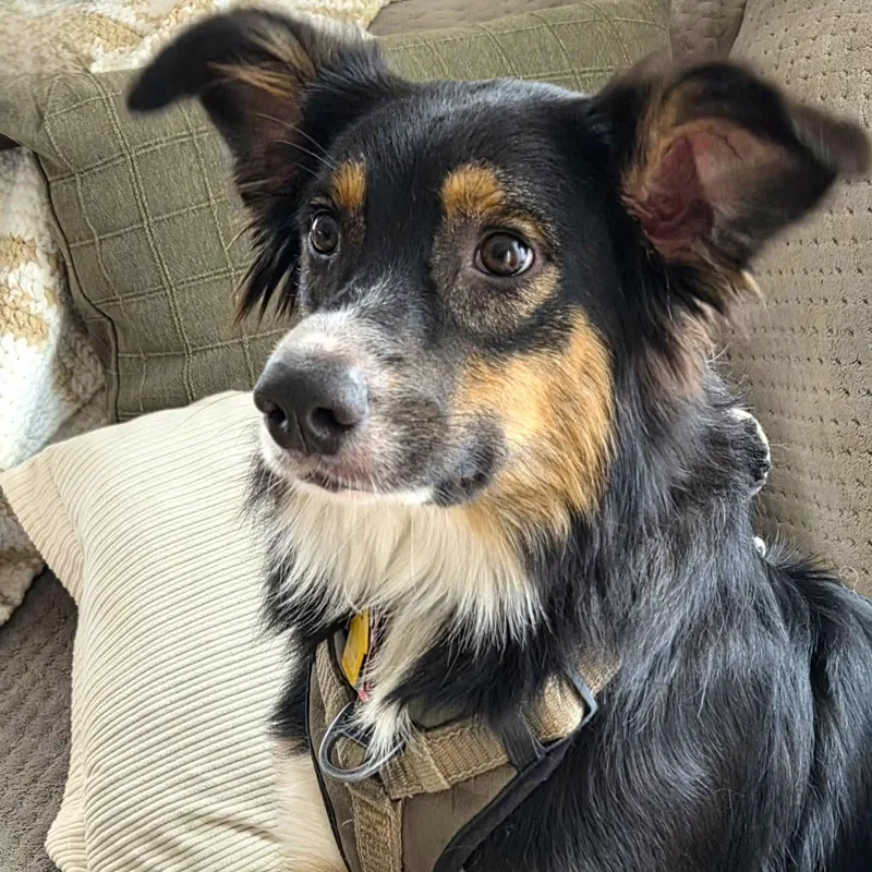 Miss Blue thumbnail 3