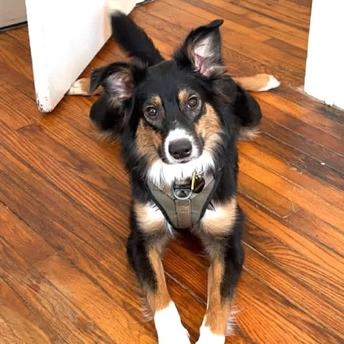 Miss Blue thumbnail 4