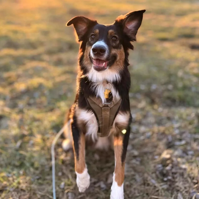 Miss Blue thumbnail 5