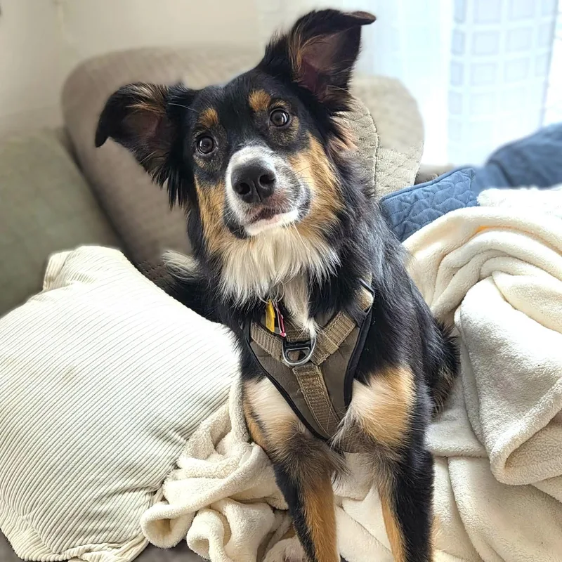 Miss Blue thumbnail 6