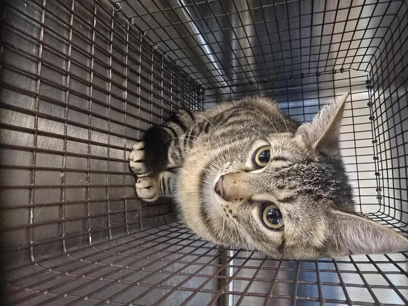 A young medium-sized male Domestic Short Hair cat named Hansolo for adoption in Houston, TX