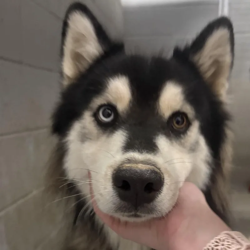 An adult large-sized male Husky dog named Pablo for adoption in Yuma, AZ