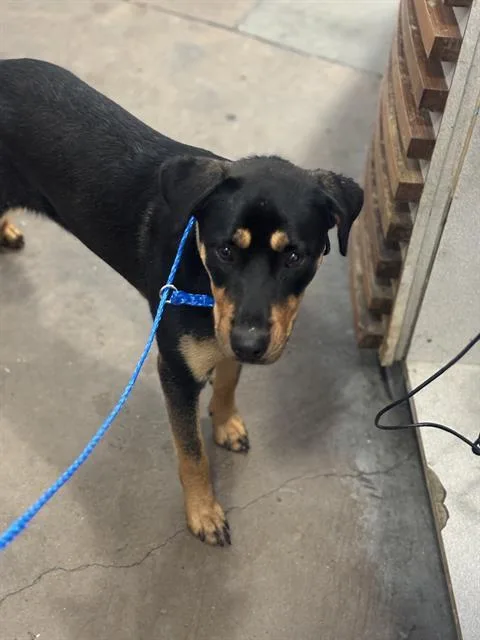 A young large-sized female Mixed Breed dog named Ash for adoption in Dallas, TX