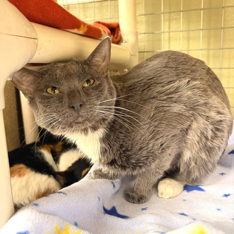 An adult medium-sized male Gray / Blue / Silver Domestic Short Hair cat named Kakashi for adoption in Deerfield, IL