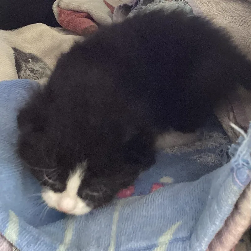 A baby small-sized male Black Domestic Medium Hair cat named Bozie for adoption in Montgomery, AL