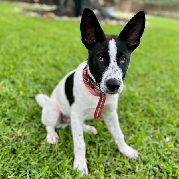 A young medium-sized male Mixed Breed dog named Rocky for adoption in Austin, TX