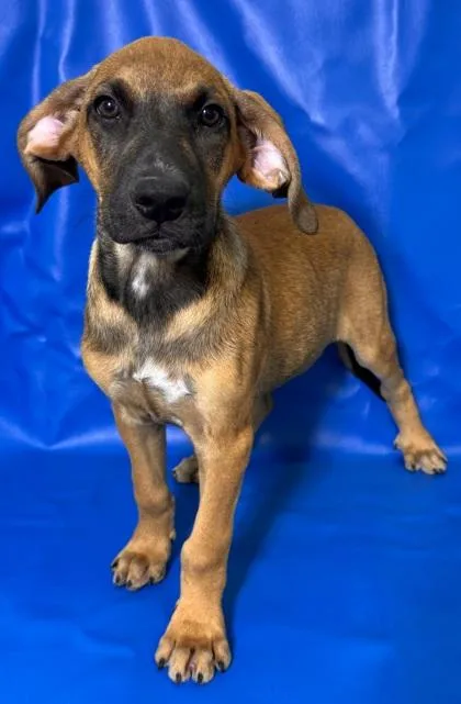 A baby large-sized male Doberman Pinscher dog named Nixon for adoption in Morton Grove, IL