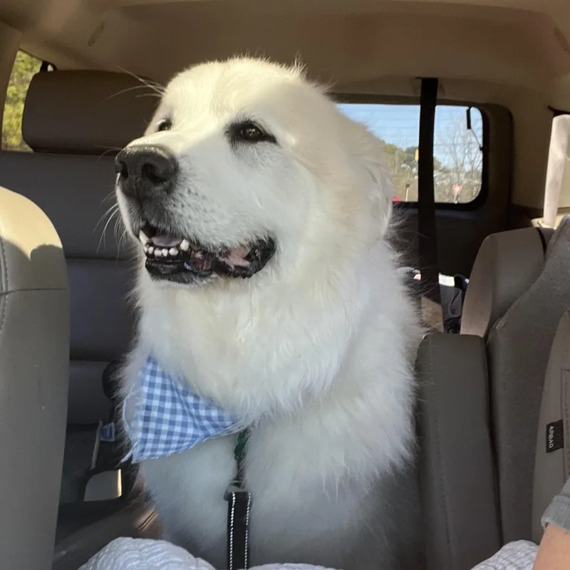 A senior extra large-sized male Great Pyrenees dog named Beau Brooks for adoption in Atlanta, GA
