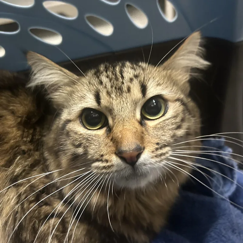 An adult medium-sized male Brown / Chocolate Domestic Long Hair cat named Working Cat Sunshine for adoption in Tacoma, WA