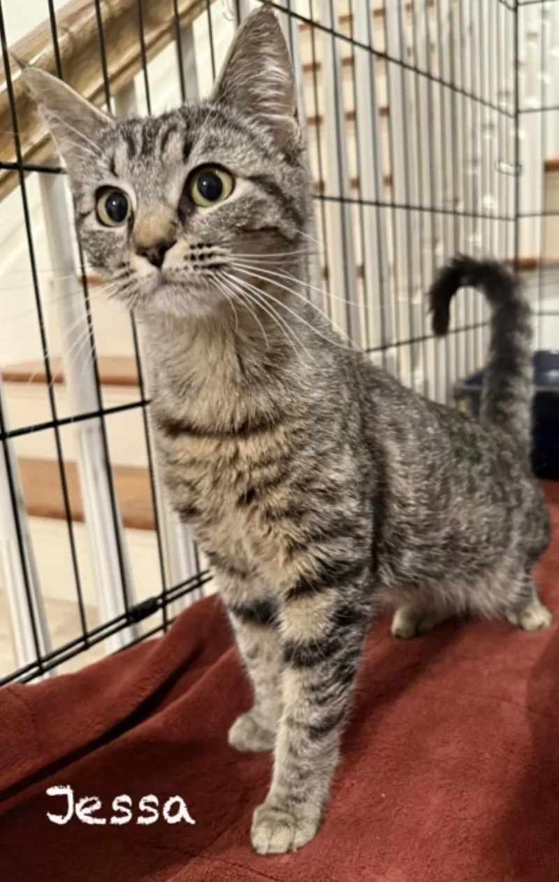 A young medium-sized female Tabby (Gray / Blue / Silver) Domestic Short Hair cat named Jessa for adoption in Pawleys Island, SC
