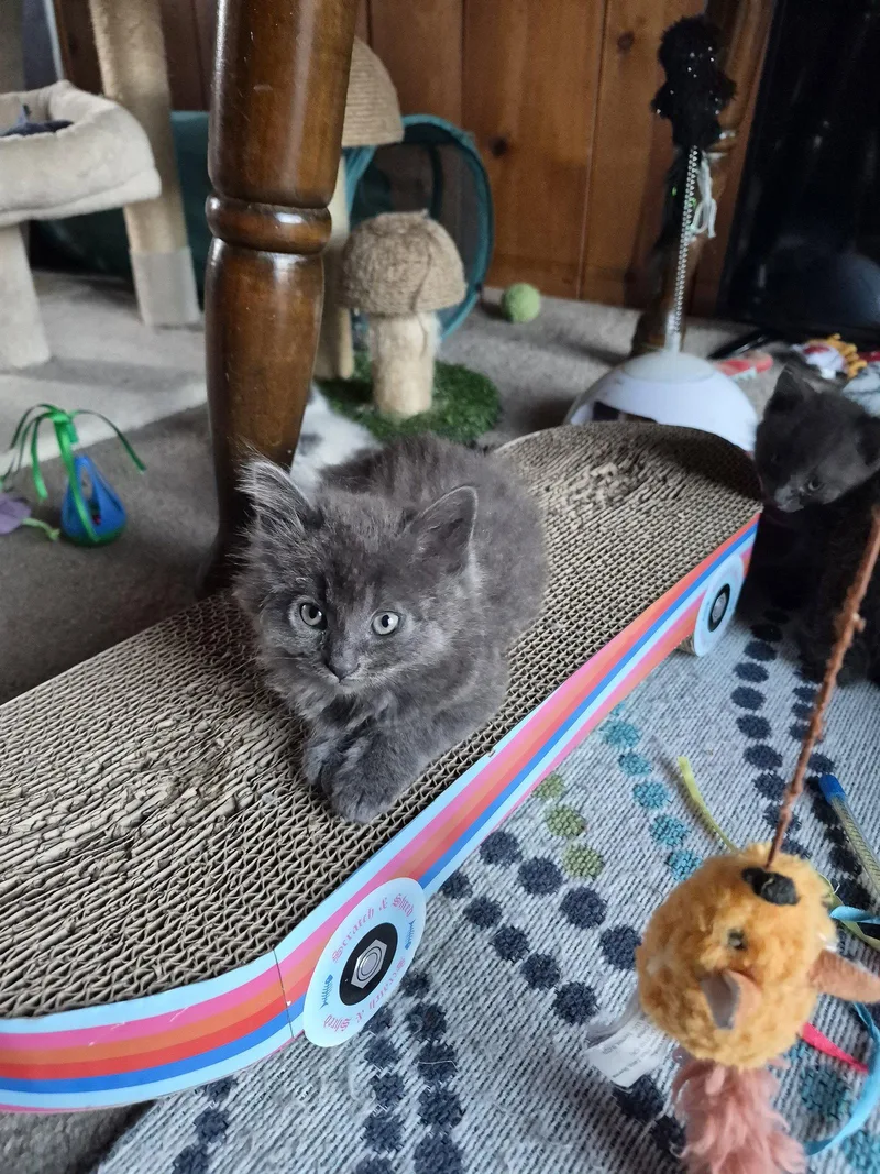A baby medium-sized male Domestic Long Hair cat named C Rain for adoption in Livonia, MI