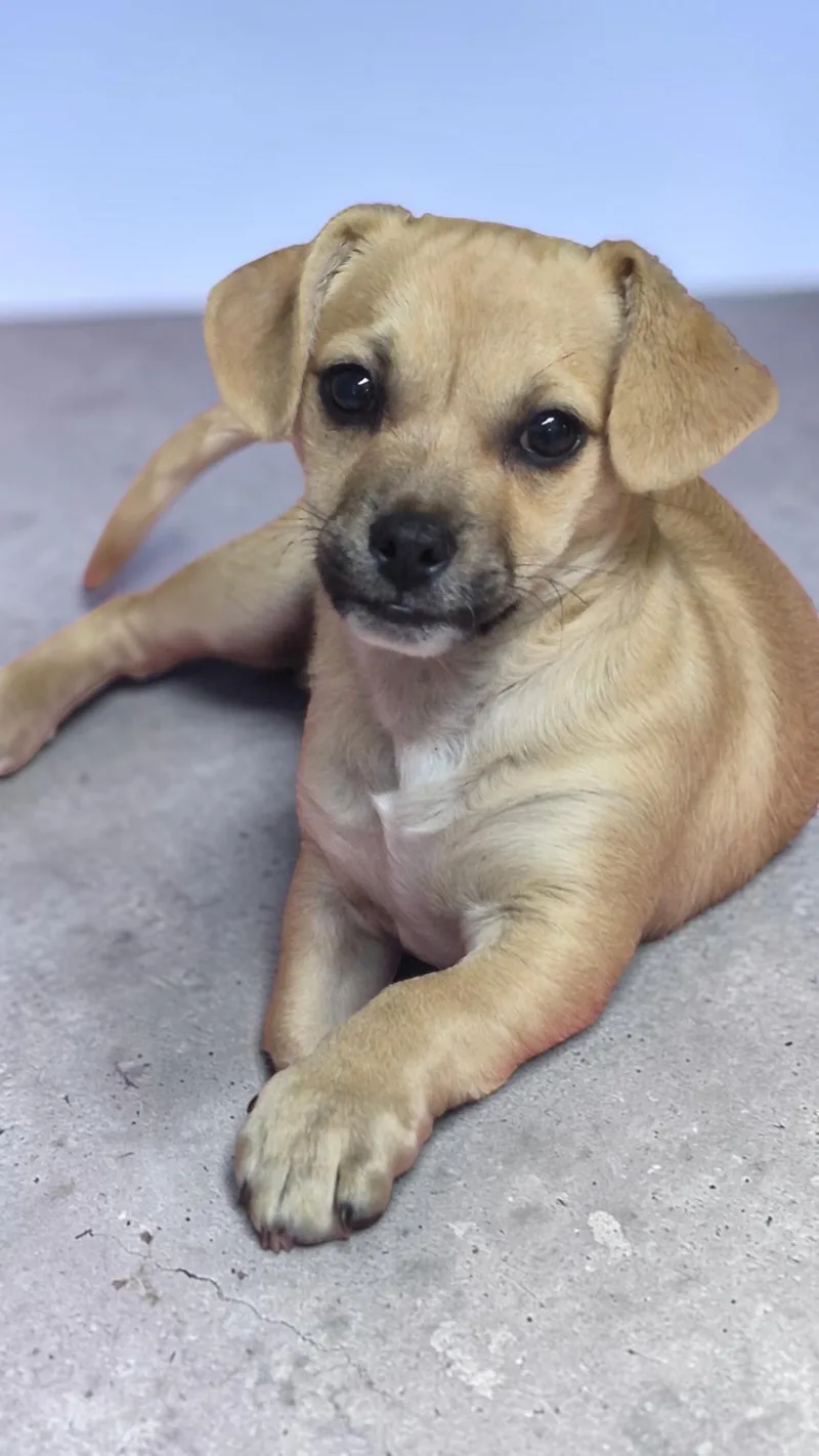 A baby small-sized male Yellow / Tan / Blond / Fawn Chiweenie dog named Forrest for adoption in Los Angeles, CA