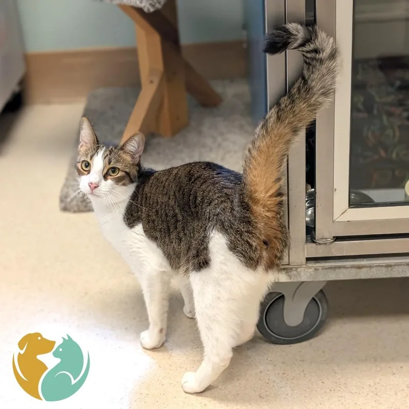 An adult large-sized male White Domestic Medium Hair cat named Mando for adoption in Toledo, OH