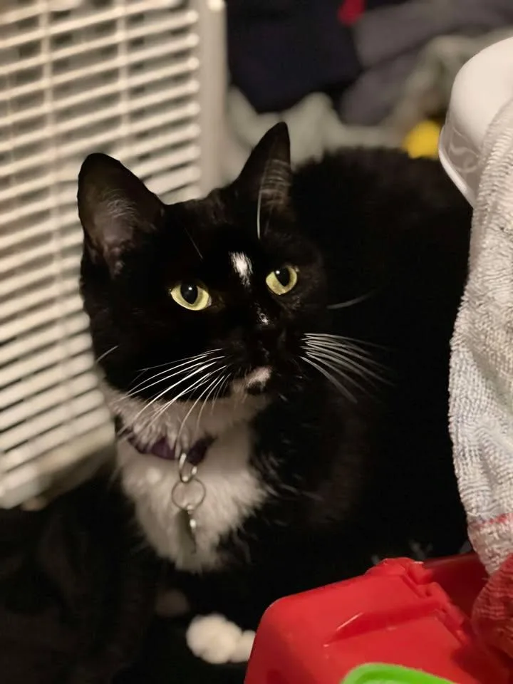 An adult medium-sized female Black & White / Tuxedo Domestic Medium Hair cat named Chloe for adoption in Lexington, MO