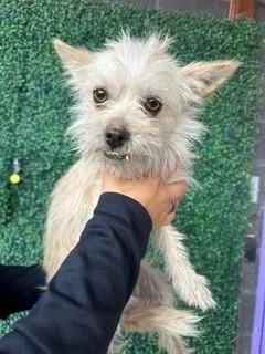 An adult small-sized male Yellow / Tan / Blond / Fawn Terrier dog named 61383173 for adoption in El Paso, TX