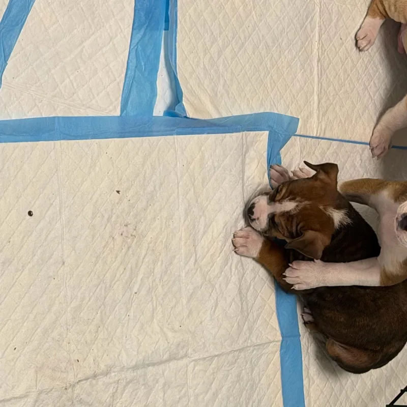 A baby medium-sized female American Staffordshire Terrier dog named Cristina for adoption in Houston, TX