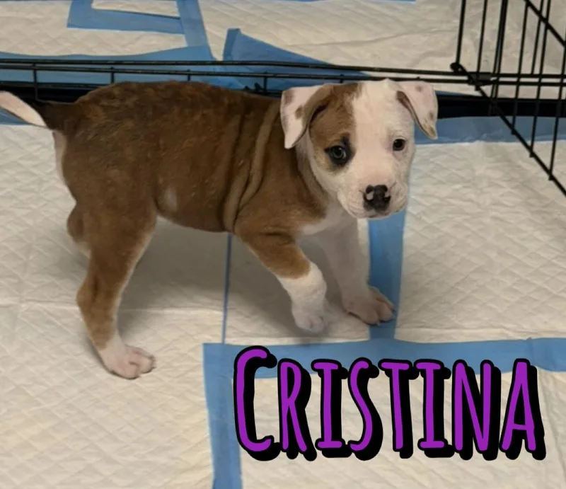 Cristina thumbnail 3