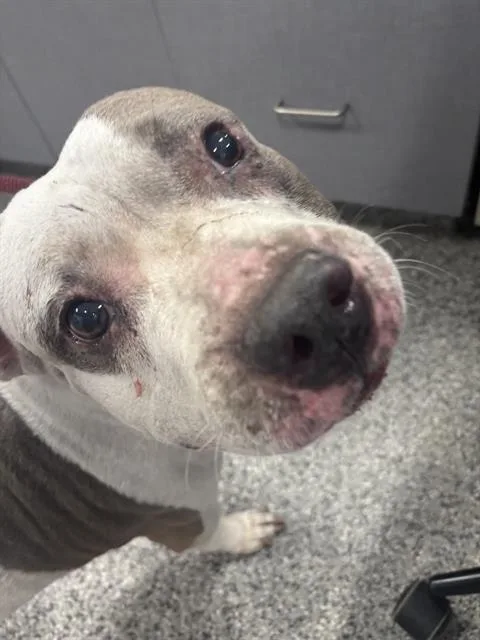 An adult medium-sized female Mixed Breed dog named Rosalina for adoption in Palmetto, FL