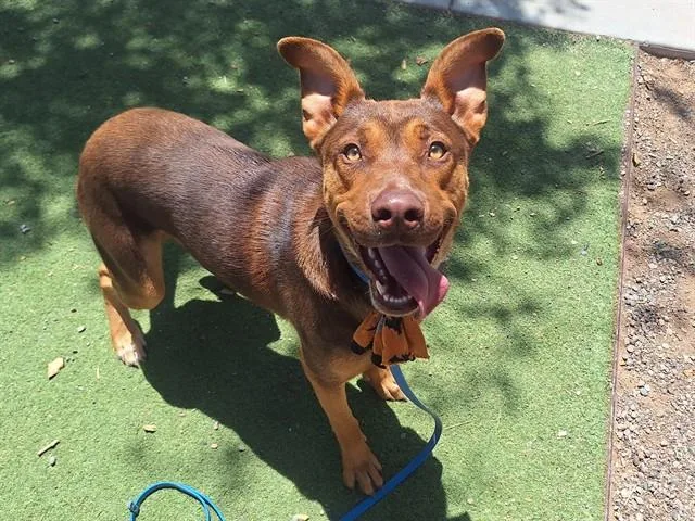 Milo