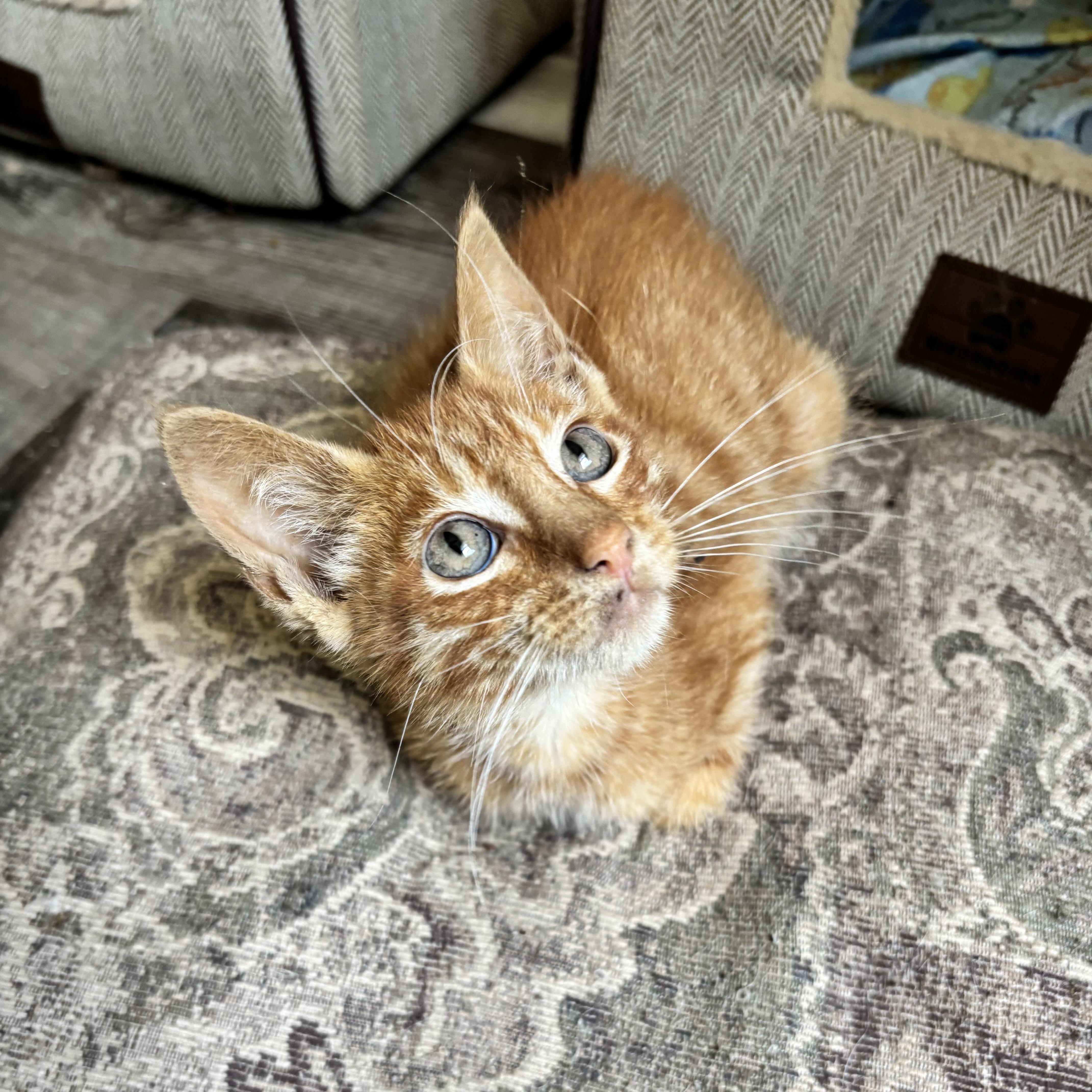 A baby small-sized male Tabby (Orange / Red) Domestic Short Hair cat named Sweden for adoption in Bentonville, AR