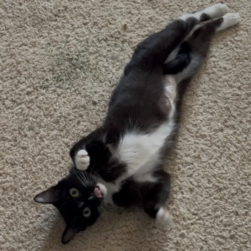 A young medium-sized female Black & White / Tuxedo Domestic Short Hair cat named Grace for adoption in Midvale, UT