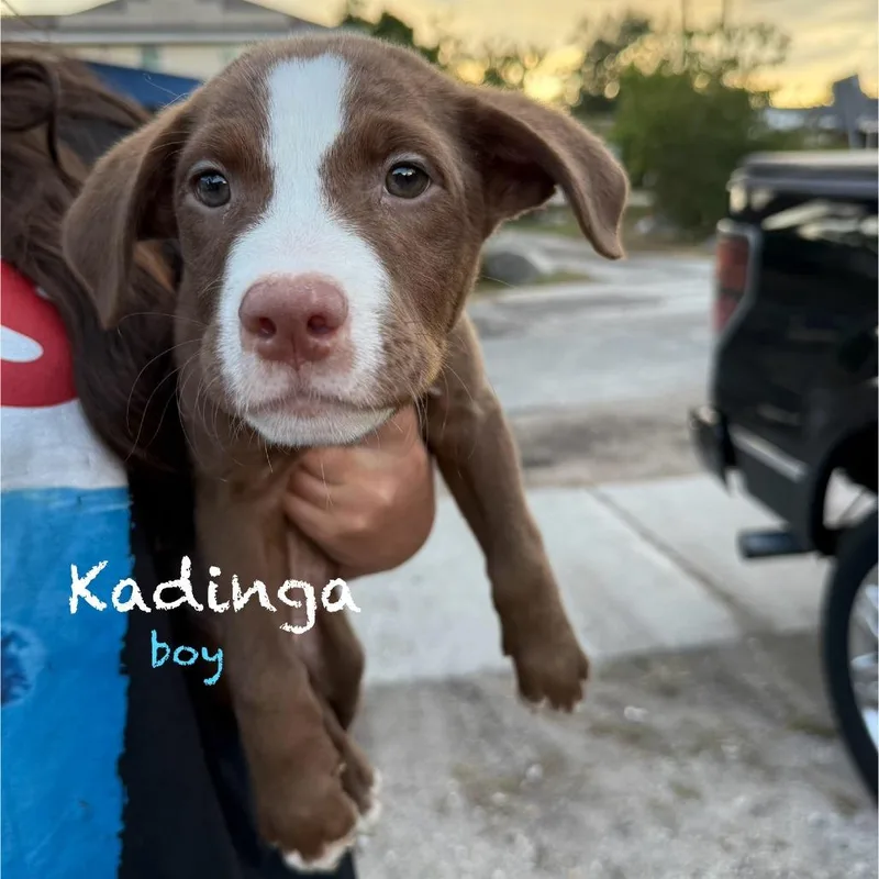 A baby small-sized male Brindle Dutch Shepherd dog named Kadinga for adoption in Tampa, FL