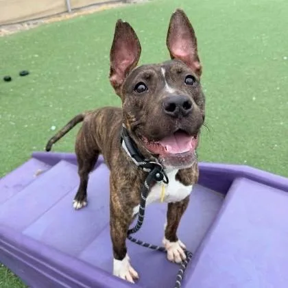 Coco Puff thumbnail 2