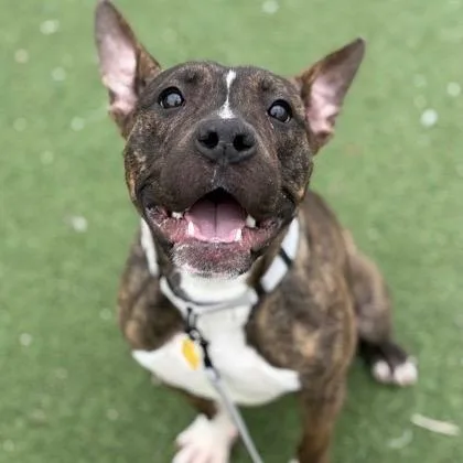 Coco Puff thumbnail 3